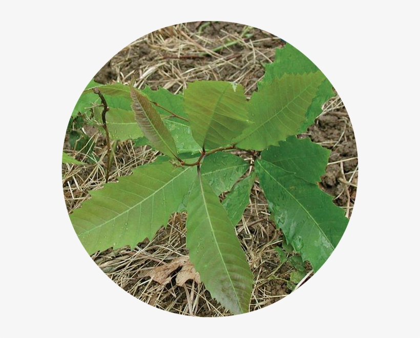 Planting - - Black Cherry Seedling In Woods, transparent png download