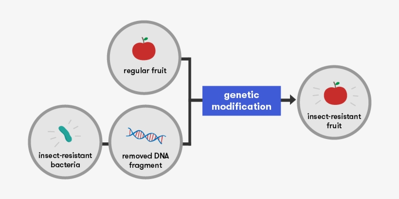 We Now Have The Potential To Manipulate The Actions - Gene Technology, transparent png download
