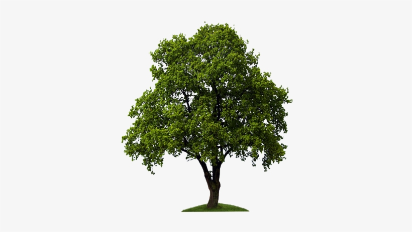 Voss Technologies Is A - Stock Photo Trees, transparent png download