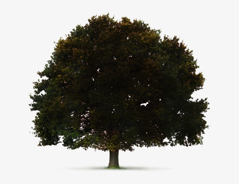 Solving The Crisis Of Ireland's Deforestation - Consciousness-based Education: A Foundation For Teaching, transparent png download