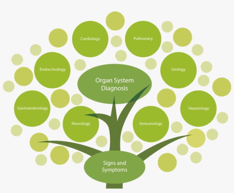 Tree Top - Functional Medicine Tree, transparent png download