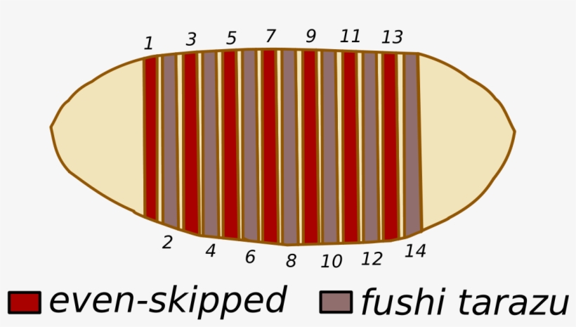 Even Skipped And Fushi Tarazu, transparent png download