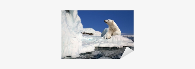 Polar Bear Standing On The Ice Block Sticker • Pixers® - Head Case Designs Wildlife Hard Back Case, transparent png download