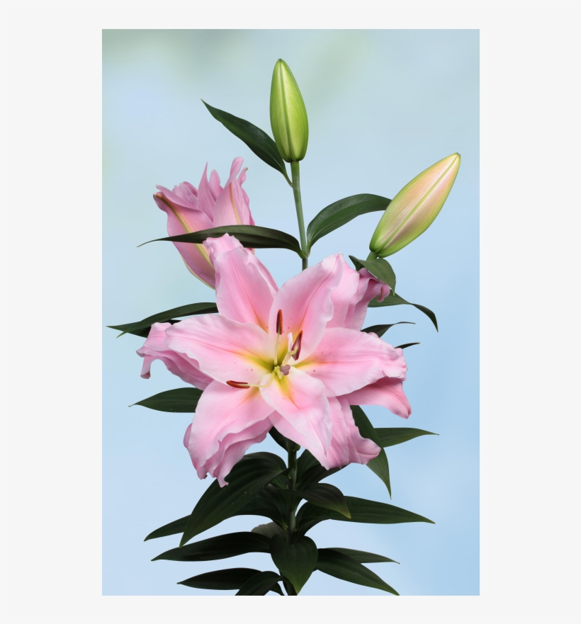 Stargazer Lily, transparent png download