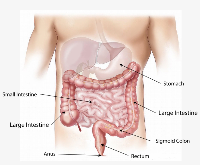 Un Estudio Sugiere Que La Enfermedad Que Padecía Fidel - Things In The Abdomen, transparent png download