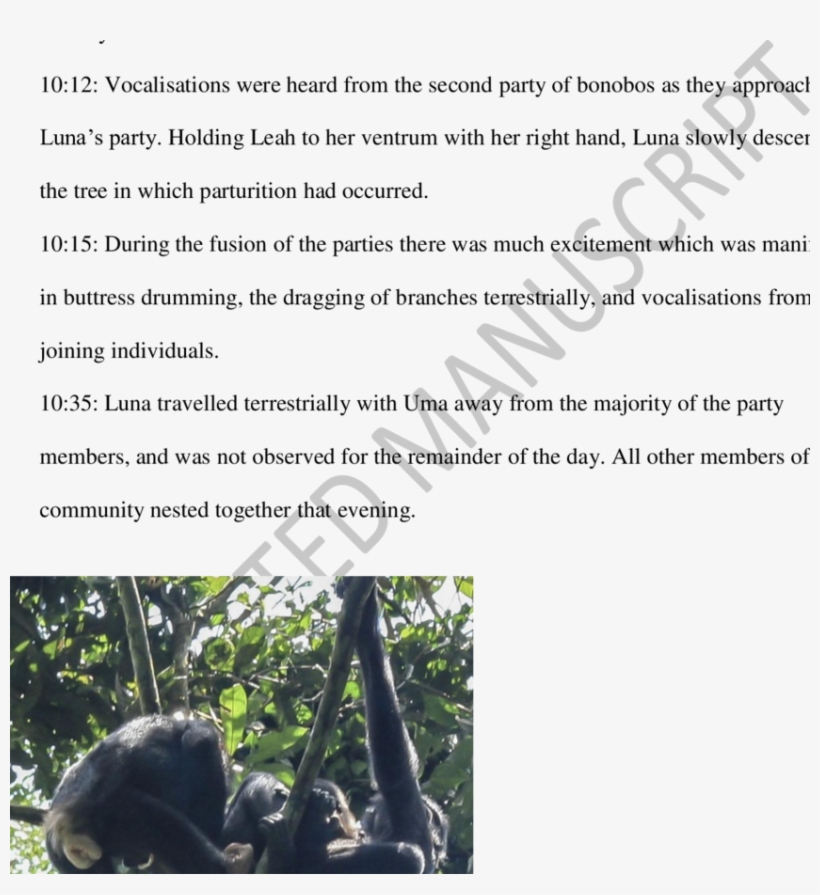 12 Luna Began To Descend The Tree - Umbilical Cord, transparent png download