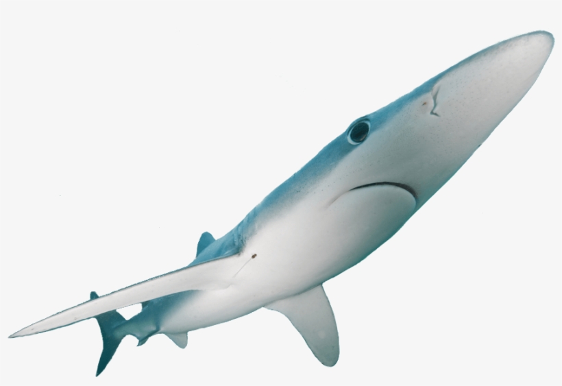 Blue Shark On The Fly In Tail Fly Fishing Magazine - Magazine, transparent png download