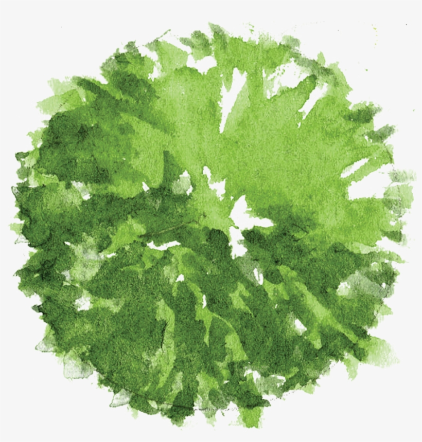 Things I Wish I Knew During Architecture School - Watercolor Tree Plan Png, transparent png download