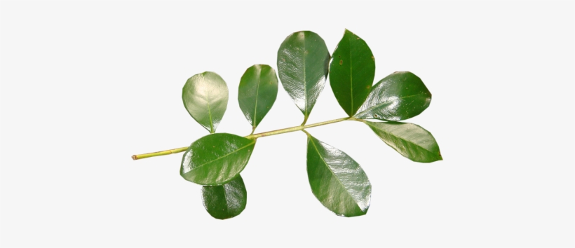 Hojas Y Plantas Png - Hojas De Plantas Png, transparent png download