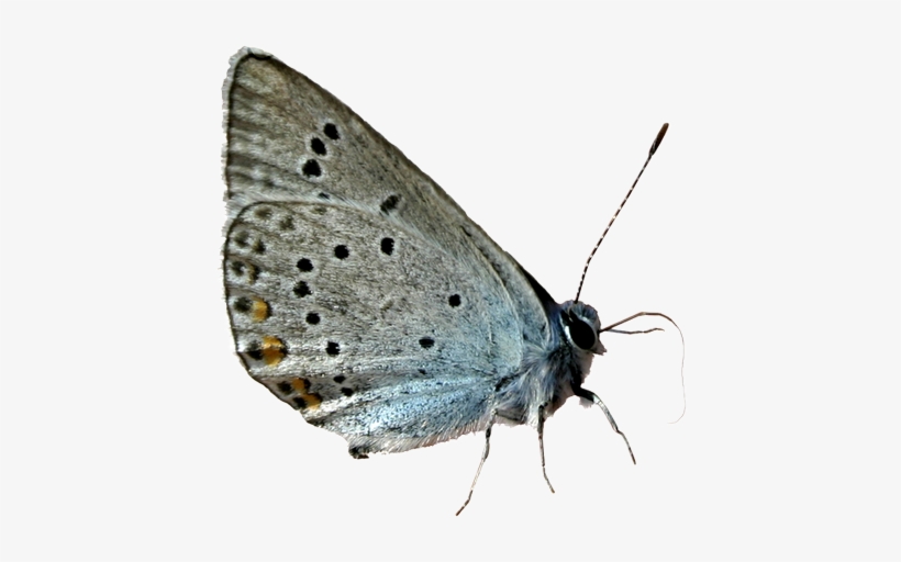 Borboletas Png Butterfly Png Image Transparent Png Free Download On Seekpng