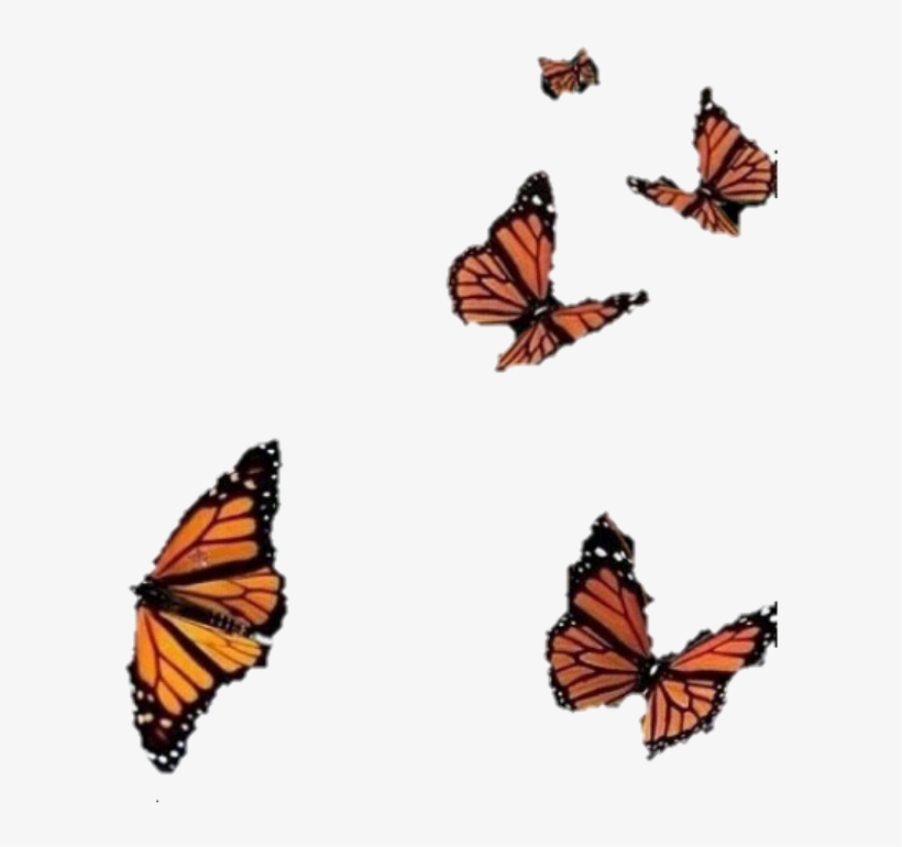 Borboletas Borboletas Laranjas Borboleta - Strongest And Weakest [book], transparent png download