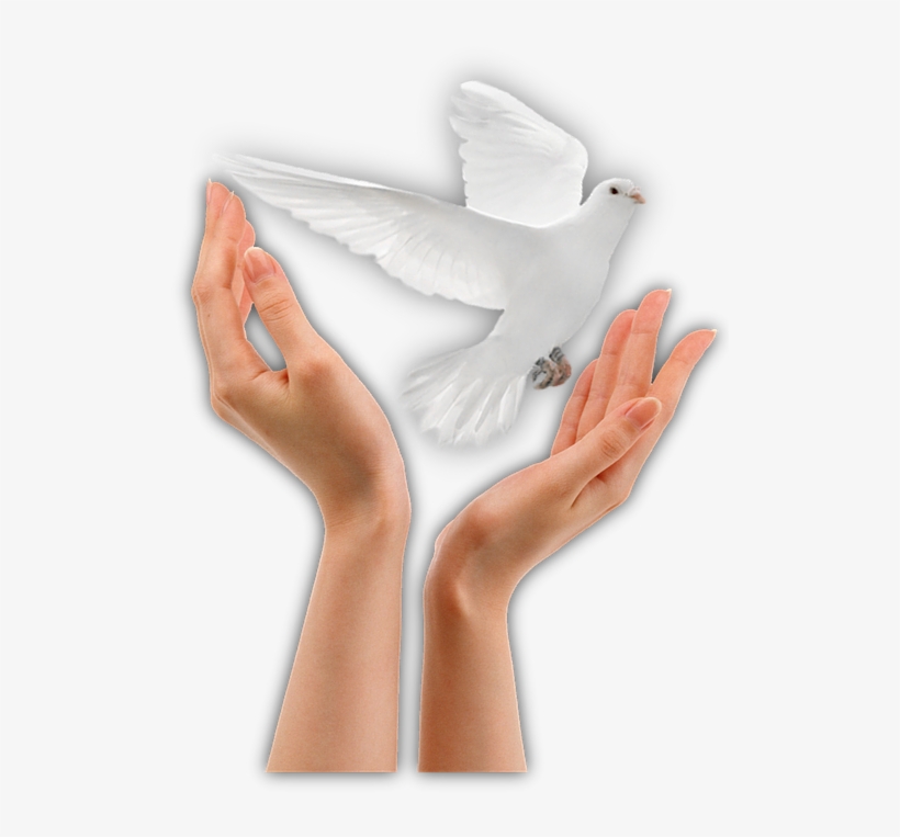 Paloma Paz - Manos Con Paloma Png, transparent png download