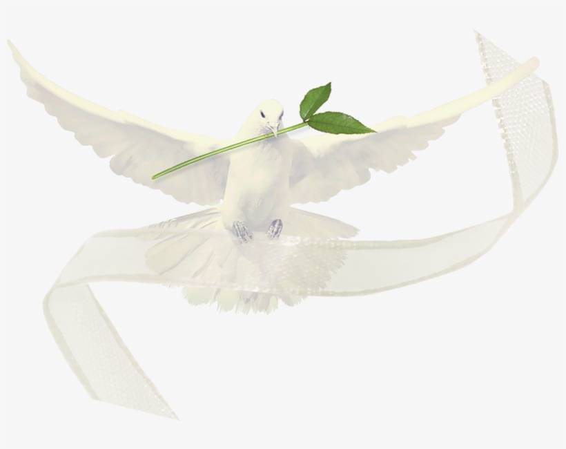 Paloma De La Paz, Palomas Blancas, Signos De La Paz, - Portable Network Graphics, transparent png download