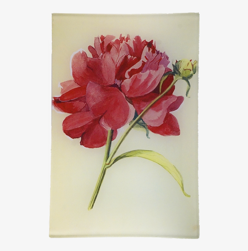 Peony, transparent png download