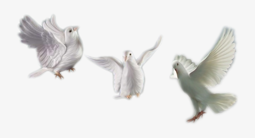 Edit - Palomas Blancas Sin Fondo Png, transparent png download