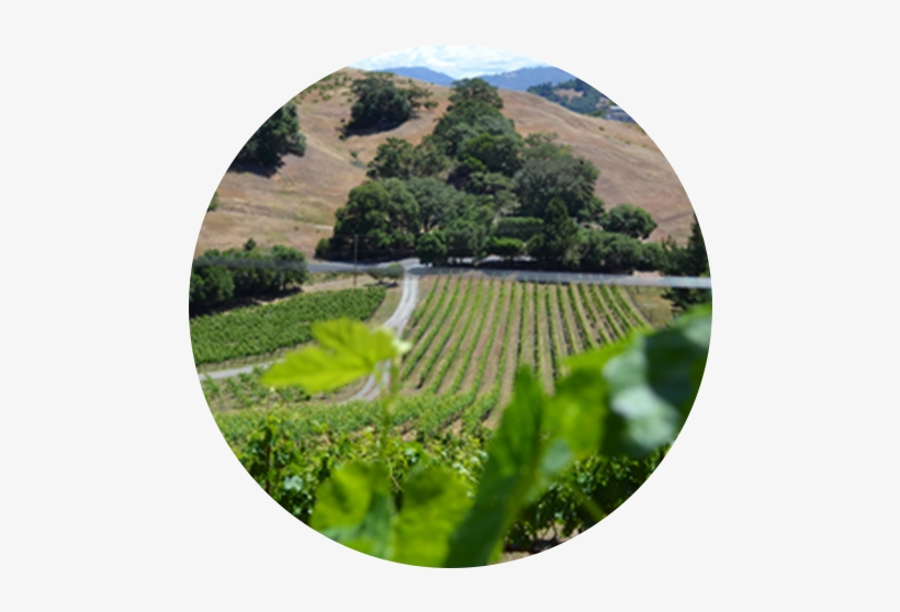 Theopolis Vineyards Is A Small Lot Vineyard And Hand-crafted - Portable Network Graphics, transparent png download