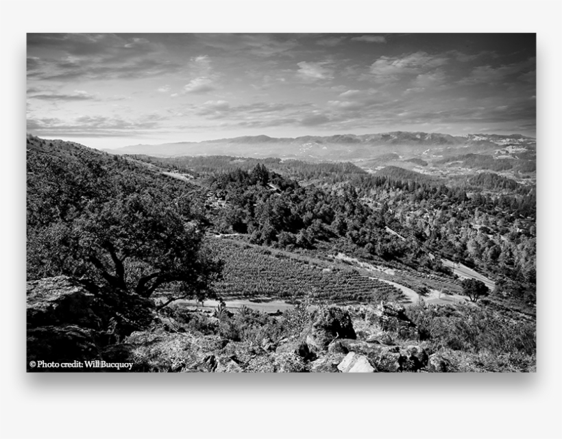 Live - Common Grape Vine, transparent png download