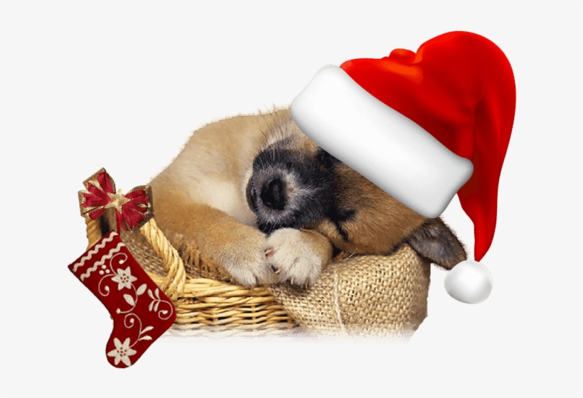 Dog Dreams 2016 Wall Calendar, transparent png download