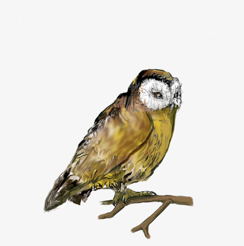 Owl, transparent png download