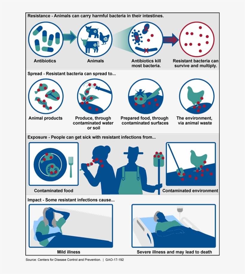 Illustration Of How Antibiotic-resistant Bacteria Can - Impact Of Antibiotic Resistance, transparent png download