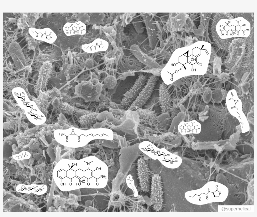 Microbes Live In Complex Communities, Pass Toxins And - Monochrome, transparent png download