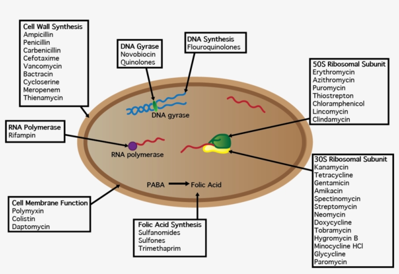 Cell W Antibiotics - Antibiotics, transparent png download
