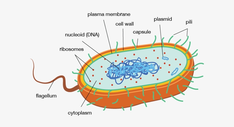 Sulfa Antibiotics Disables An Enzyme That Manages The - Prokaryotic Cell Eukaryotic Cell, transparent png download