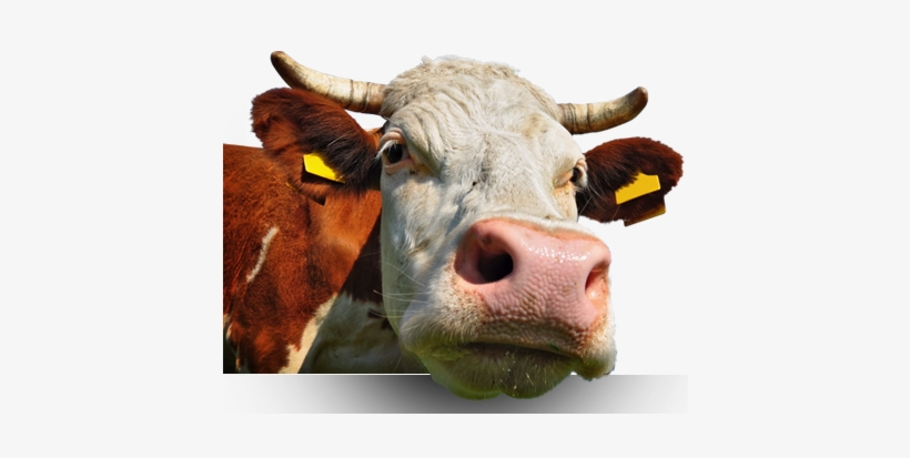 We Have A Strong Cattle History - Sky, transparent png download
