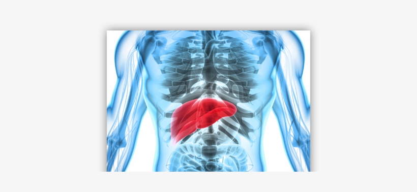 Images/sliders/liver Disease Slider - Liver And Digestive System 3d, transparent png download
