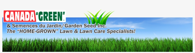 Canada Green Perfect Grass Patch Lawn Repair Mix - Lawn, transparent png download