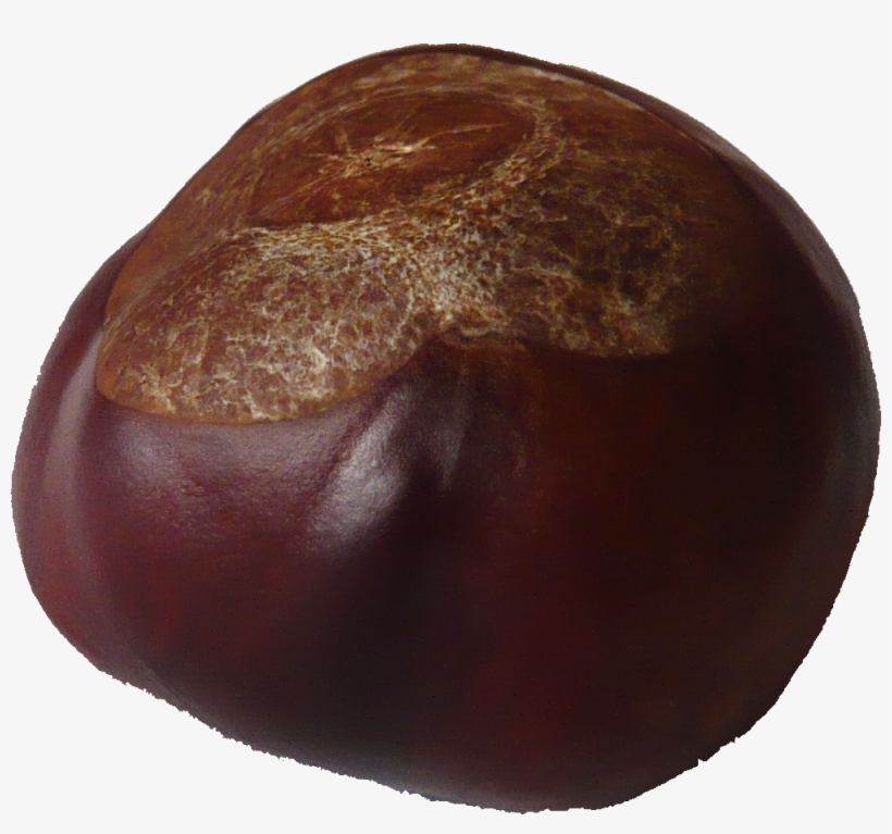 Kastanie, Conker, transparent png download