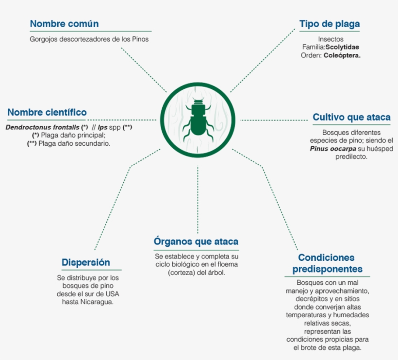 Gorgojos De Los Pinos - Americas, transparent png download