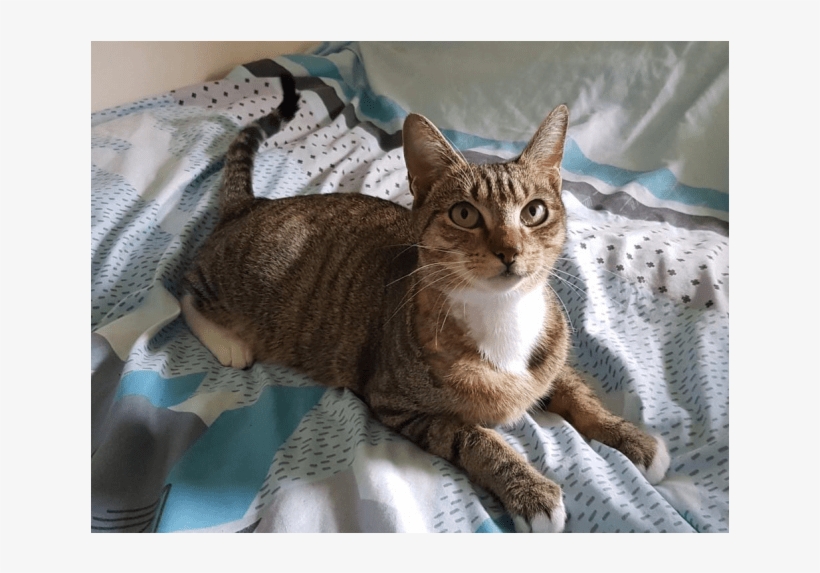 Photo Of Ac0841 Mama Bear - Domestic Short-haired Cat, transparent png download