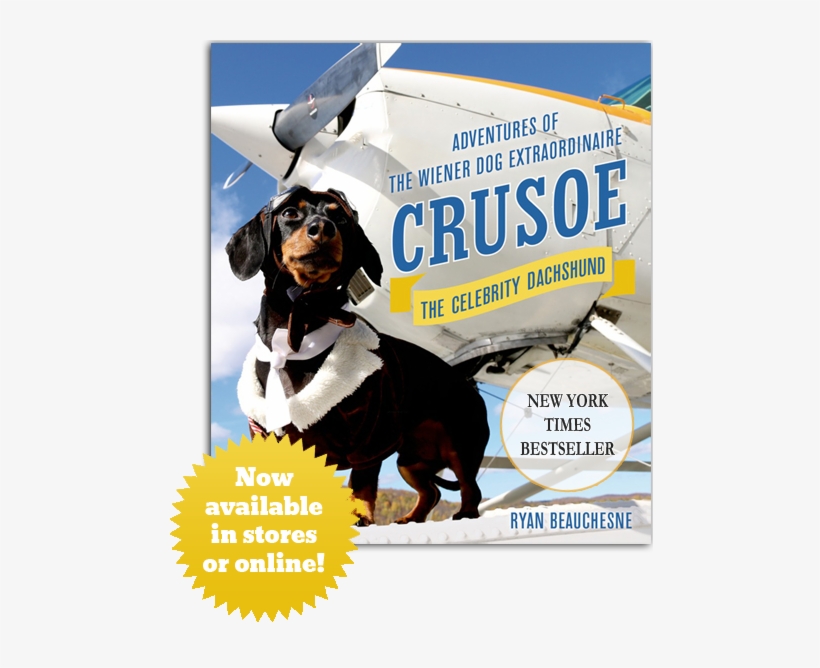 Crusoe Celebrity Dachshund Book, A New York Times Bestseller - Crusoe The Dachshund Book, transparent png download