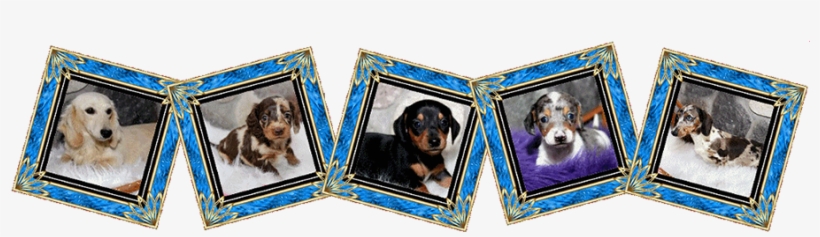 Akc, Miniature, Dachshund Puppies For Sale, - Miniature Dachshund, transparent png download