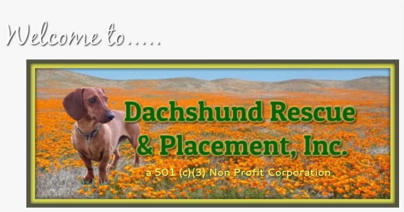 Dachshund Rescue And Placement, Inc - Washington, transparent png download