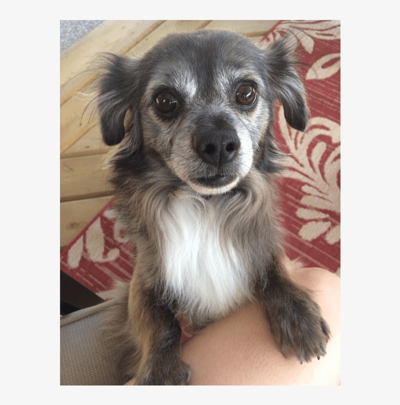 He Is A 7 Year Old, Neutered Male, Dachshund, And He's - Companion Dog, transparent png download