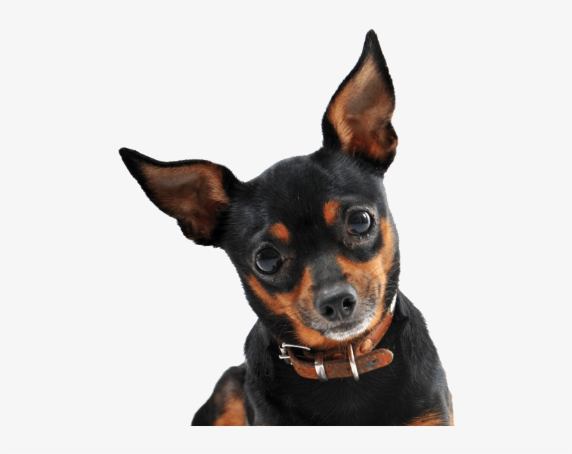 Miniature Pinscher - Black Mini Pinscher, transparent png download