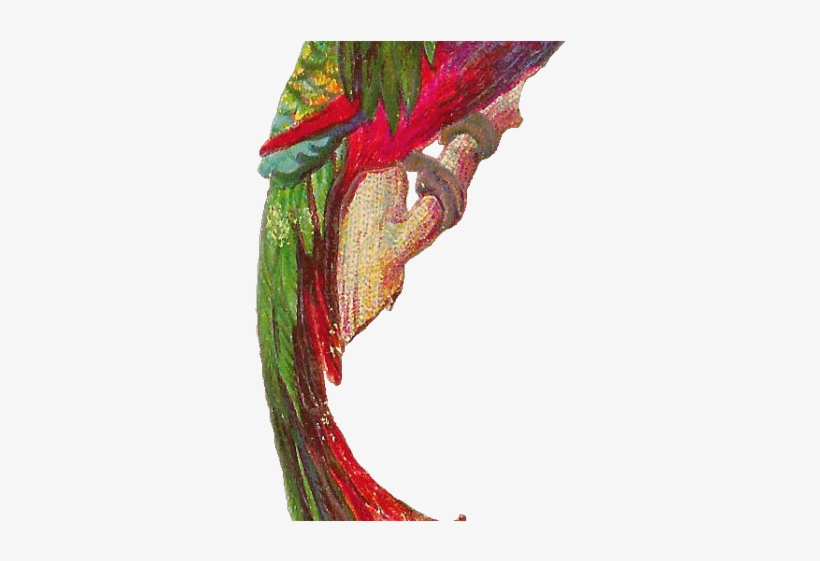 Quetzal Clipart Transparent - Quetzal, transparent png download