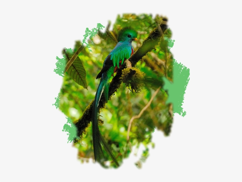 Birding And Wildlife Observation - Quetzal, transparent png download