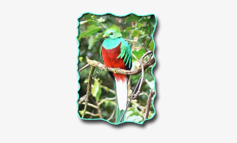Der Kleine Quetzal - Resplendent Quetzal, transparent png download