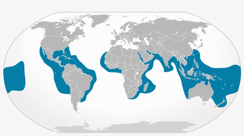 Tigershark2 Distribution Map - World Map, transparent png download