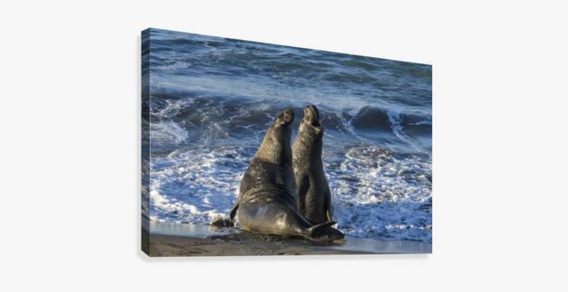 Northern Elephant Seal On The Central California Coast - Poster: Manatee, Beach, 61x41in., transparent png download