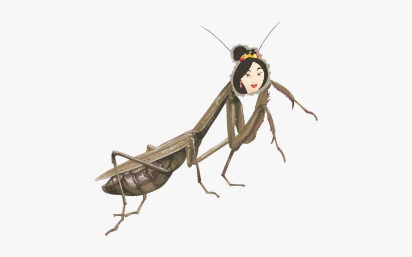 Praying Mantis With A Picture Of Disney's Mulan's Head - Clip Art, transparent png download