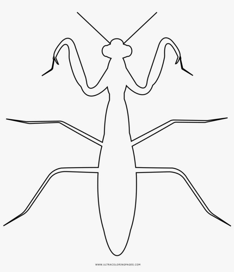 Praying Mantis Coloring Page - Louva Deus Para Desenhar, transparent png download