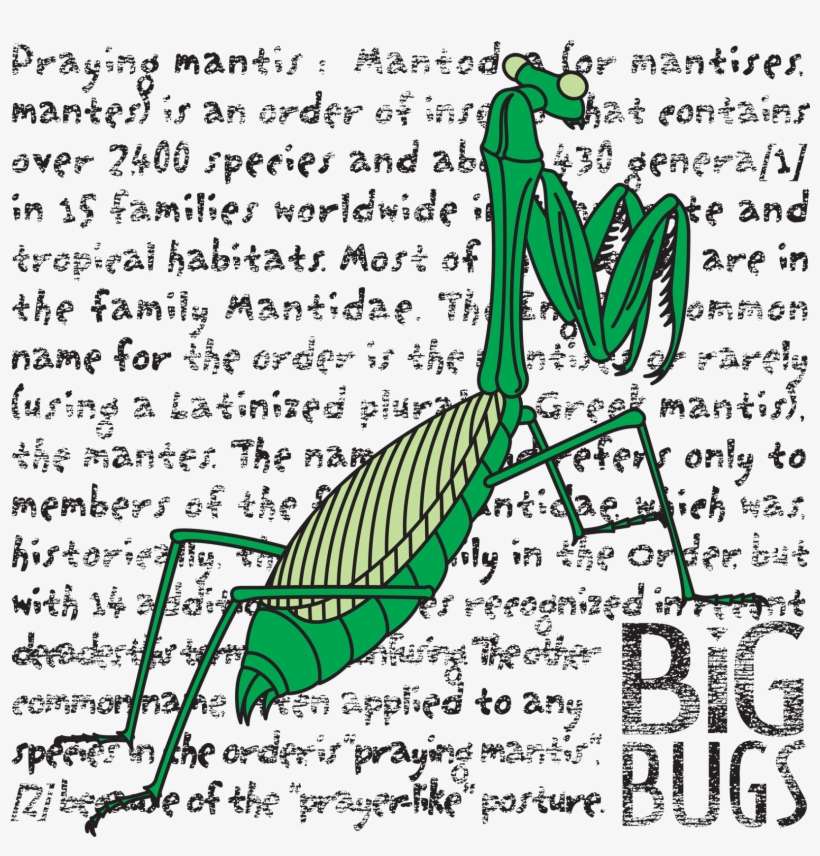 Praying Mantis Black - Illustration, transparent png download