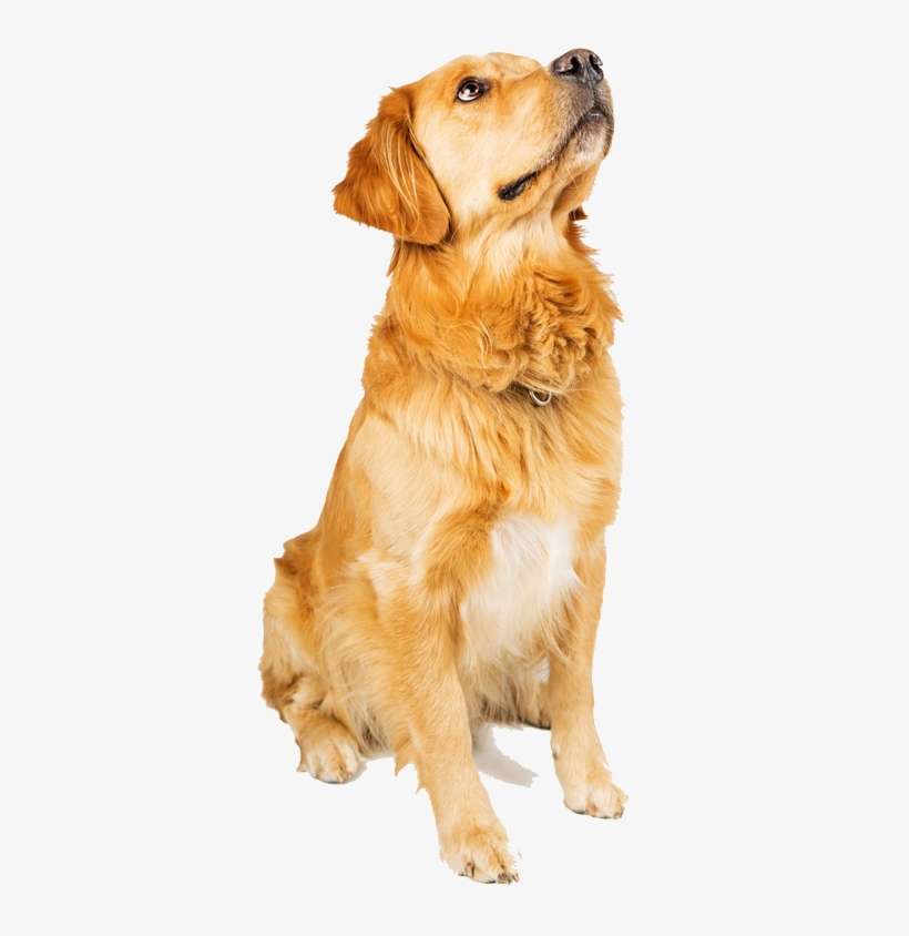 Ada Service Dog Business Training - Golden Retriever, transparent png download