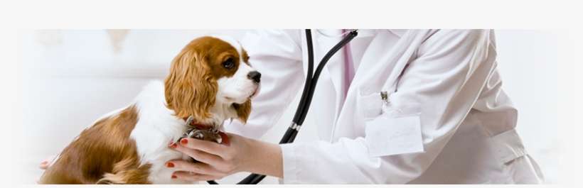 Home > Services > Service Dog Discount - Veterinarians Working With Animals, transparent png download