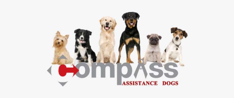 Compass Assistance Dogs Service Dogs For People With - 40 45 Pound Dogs, transparent png download