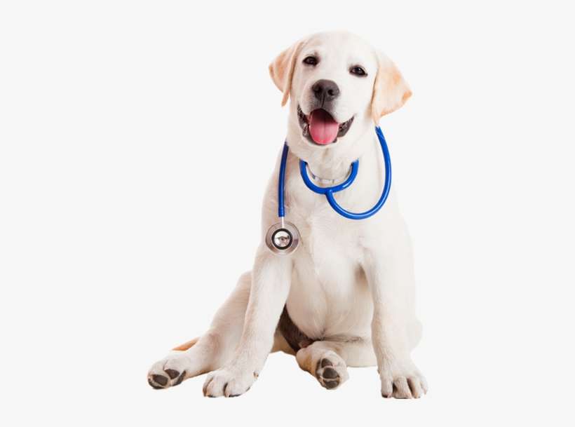 9 Halloween Safety Tips For Your Pets - Practical Handbook Of Veterinary Homeopathy, transparent png download